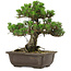 Pinus thunbergii Kotobuki, 27 cm, ± 30 anni, con nebari di 4,5 cm