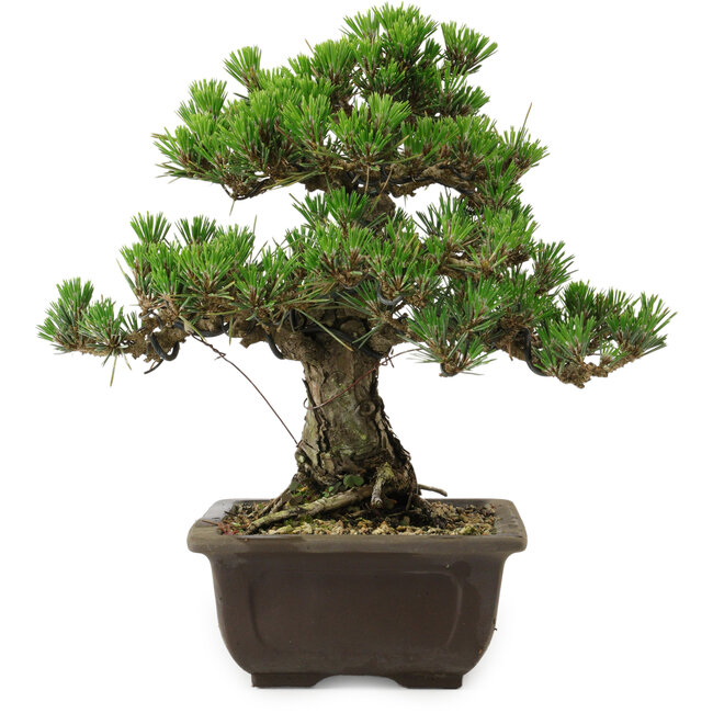 Pinus thunbergii Kotobuki, 27 cm, ± 30 jaar oud, met een nebari van 4,5 cm