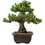 Pinus thunbergii Kotobuki, 27 cm, ± 30 anni, con nebari di 4,5 cm