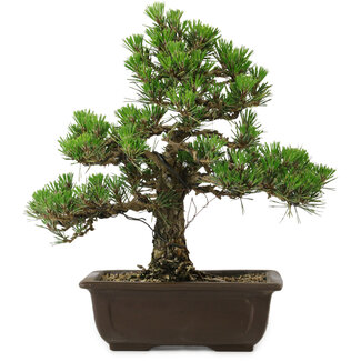 Pinus thunbergii Kotobuki, 32 cm, ± 30 anni