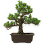 Pinus thunbergii Kotobuki, 32 cm, ± 30 anni, con nebari di 4,5 cm