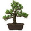 Pinus thunbergii Kotobuki, 32 cm, ± 30 years old, with a nebari of 4,5 cm