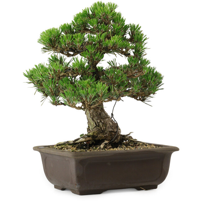 Pinus thunbergii Kotobuki, 27 cm, ± 30 jaar oud, met een nebari van 4,5 cm