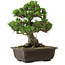 Pinus thunbergii Kotobuki, 27 cm, ± 30 anni, con nebari di 4,5 cm