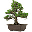 Pinus thunbergii Kotobuki, 32 cm, ± 30 years old, with a nebari of 4,5 cm
