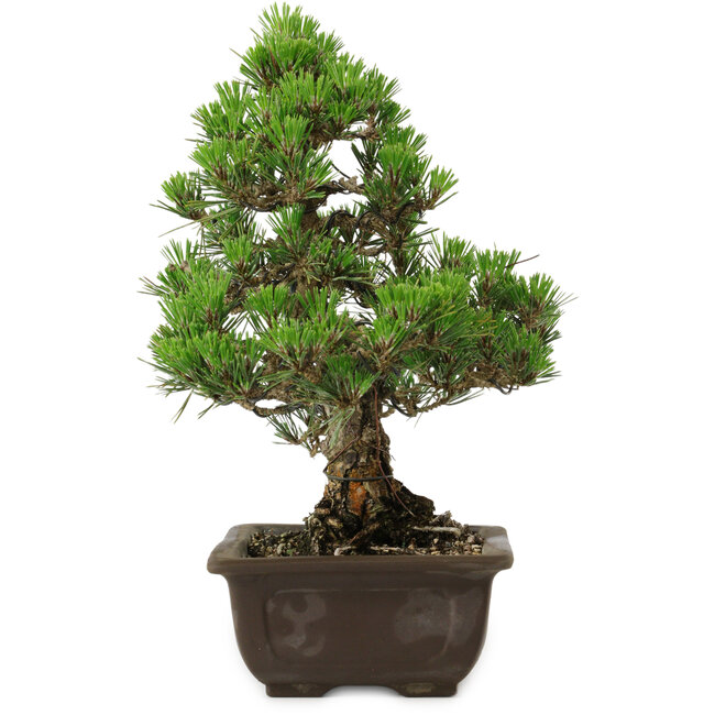 Pinus thunbergii Kotobuki, 32 cm, ± 30 years old, with a nebari of 4,5 cm