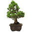 Pinus thunbergii Kotobuki, 32 cm, ± 30 anni, con nebari di 4,5 cm