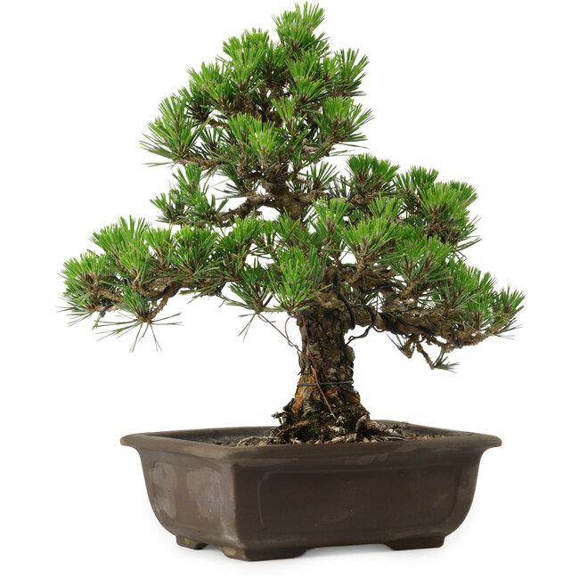 Pinus thunbergii Kotobuki, 32 cm, ± 30 anni, con nebari di 4,5 cm