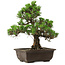 Pinus thunbergii Kotobuki, 32 cm, ± 30 anni, con nebari di 4,5 cm