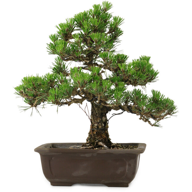 Pinus thunbergii Kotobuki, 32 cm, ± 30 years old, with a nebari of 4,5 cm