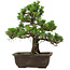 Pinus thunbergii Kotobuki, 32 cm, ± 30 años, con un nebari de 4,5 cm.