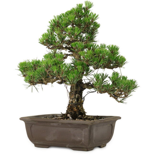 Pinus thunbergii Kotobuki, 32 cm, ± 30 jaar oud, met een nebari van 4,5 cm