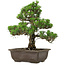 Pinus thunbergii Kotobuki, 32 cm, ± 30 ans, avec un nebari de 4,5 cm