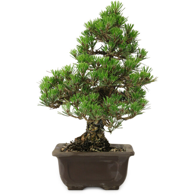 Pinus thunbergii Kotobuki, 32 cm, ca. 30 Jahre alt, mit einem Wurzelansatz von 4,5 cm