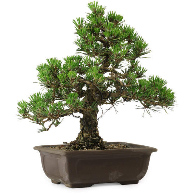 Pinus thunbergii Kotobuki, 32 cm, ± 30 anni, con nebari di 4,5 cm