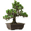 Pinus thunbergii Kotobuki, 32 cm, ± 30 anni, con nebari di 4,5 cm