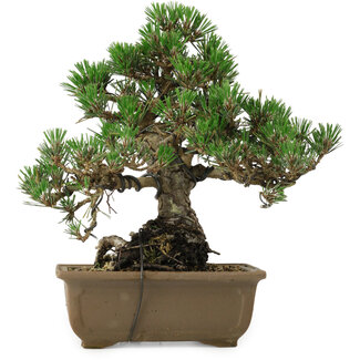 Pinus thunbergii Kotobuki, 26 cm, ± 30 Jahre alt