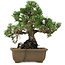 Pinus thunbergii Kotobuki, 26 cm, ± 30 anni, con nebari di 4,5 cm