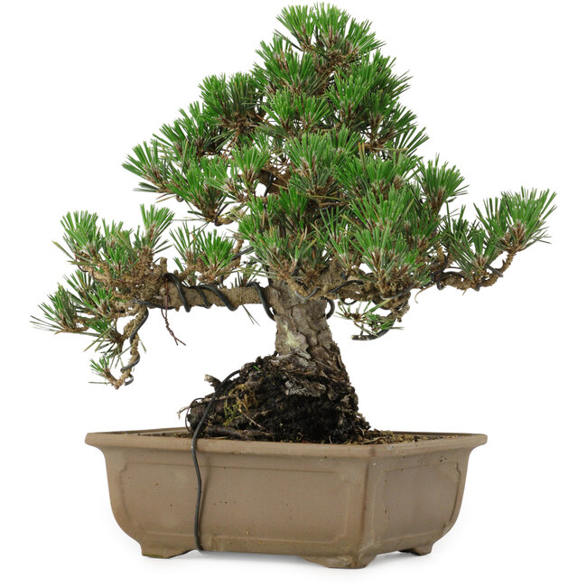 Pinus thunbergii Kotobuki, 26 cm, ca. 30 Jahre alt, mit einem Wurzelansatz von 4,5 cm