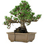 Pinus thunbergii Kotobuki, 26 cm, ± 30 años, con un nebari de 4,5 cm.