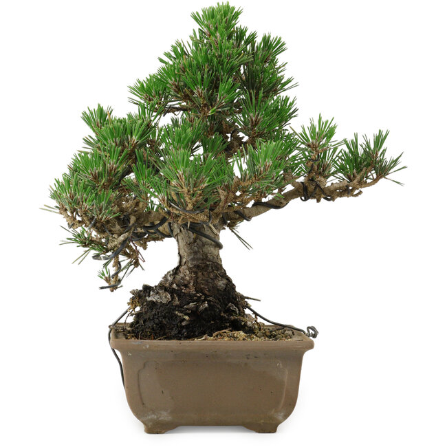 Pinus thunbergii Kotobuki, 26 cm, ca. 30 Jahre alt, mit einem Wurzelansatz von 4,5 cm