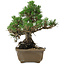 Pinus thunbergii Kotobuki, 26 cm, ± 30 años, con un nebari de 4,5 cm.