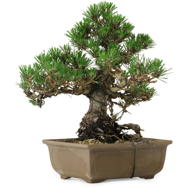 Pinus thunbergii Kotobuki, 26 cm, ± 30 jaar oud, met een nebari van 4,5 cm