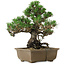 Pinus thunbergii Kotobuki, 26 cm, ± 30 jaar oud, met een nebari van 4,5 cm