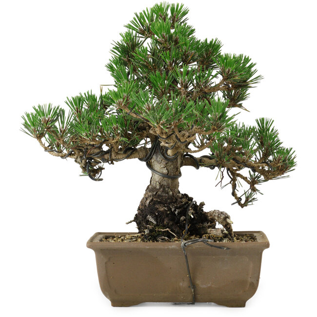 Pinus thunbergii Kotobuki, 26 cm, ± 30 ans, avec un nebari de 4,5 cm