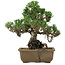 Pinus thunbergii Kotobuki, 26 cm, ± 30 jaar oud, met een nebari van 4,5 cm