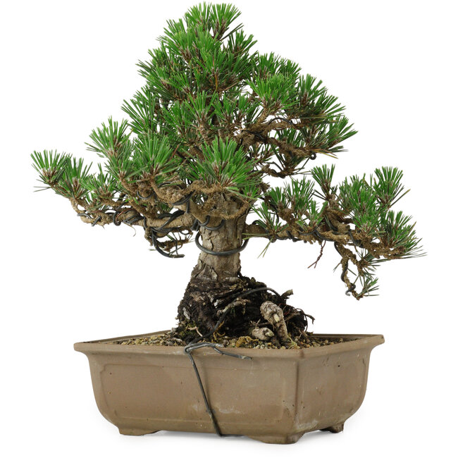 Pinus thunbergii Kotobuki, 26 cm, ± 30 years old, with a nebari of 4,5 cm