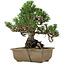Pinus thunbergii Kotobuki, 26 cm, ± 30 years old, with a nebari of 4,5 cm