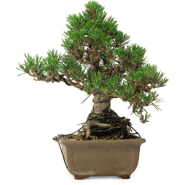 Pinus thunbergii Kotobuki, 26 cm, ca. 30 Jahre alt, mit einem Wurzelansatz von 4,5 cm