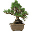 Pinus thunbergii Kotobuki, 26 cm, ± 30 years old, with a nebari of 4,5 cm