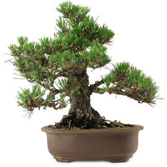 Pinus thunbergii Kotobuki, 26 cm, ± 30 years old