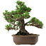 Pinus thunbergii Kotobuki, 26 cm, ± 30 años, con un nebari de 4,5 cm.