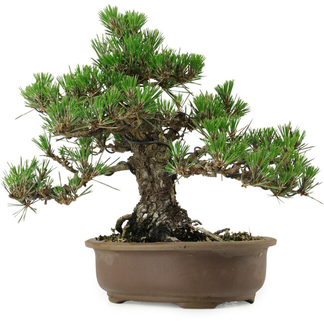 Pinus thunbergii Kotobuki, 26 cm, ± 30 jaar oud, met een nebari van 4,5 cm