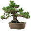 Pinus thunbergii Kotobuki, 26 cm, ca. 30 Jahre alt, mit einem Wurzelansatz von 4,5 cm