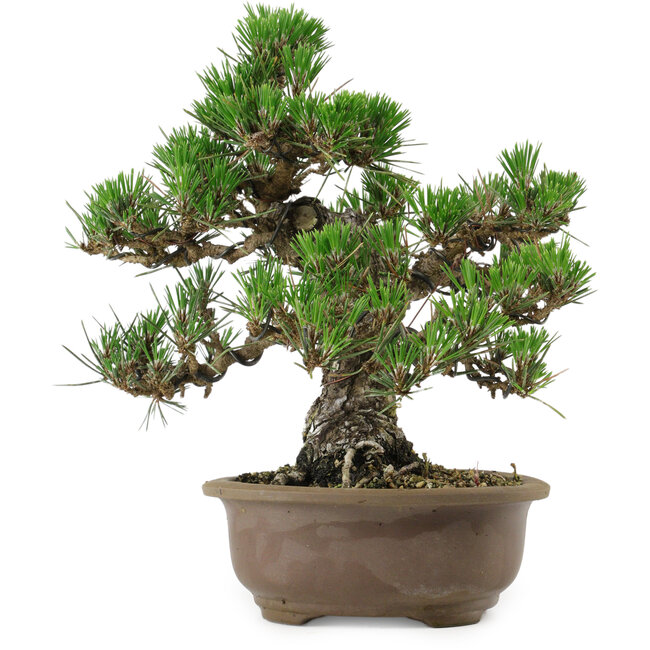 Pinus thunbergii Kotobuki, 26 cm, ± 30 jaar oud, met een nebari van 4,5 cm