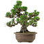 Pinus thunbergii Kotobuki, 26 cm, ± 30 anni, con nebari di 4,5 cm