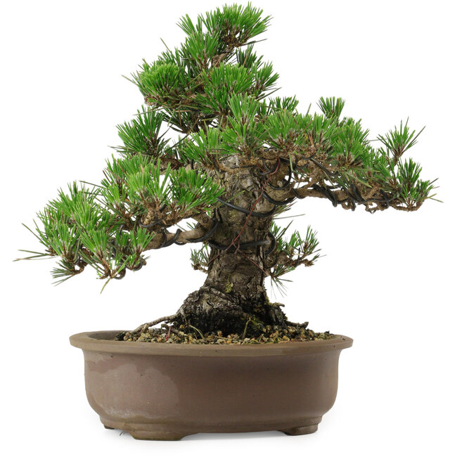 Pinus thunbergii Kotobuki, 26 cm, ± 30 años, con un nebari de 4,5 cm.