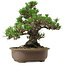 Pinus thunbergii Kotobuki, 26 cm, ± 30 años, con un nebari de 4,5 cm.