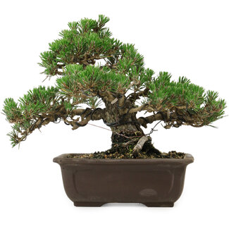 Pinus thunbergii Kotobuki, 24 cm, ± 30 years old