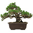 Pinus thunbergii Kotobuki, 24 cm, ± 30 years old, with a nebari of 4,5 cm