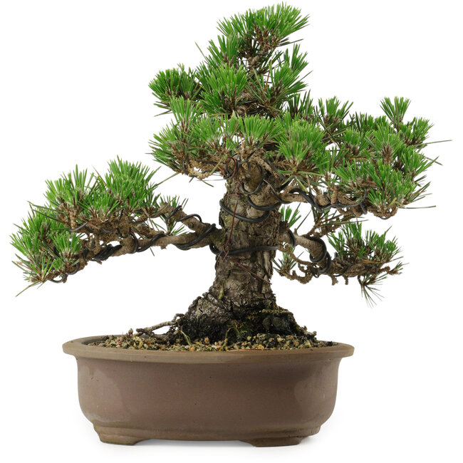 Pinus thunbergii Kotobuki, 26 cm, ± 30 anni, con nebari di 4,5 cm