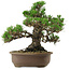 Pinus thunbergii Kotobuki, 26 cm, ± 30 años, con un nebari de 4,5 cm.