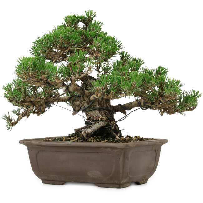 Pinus thunbergii Kotobuki, 24 cm, ± 30 años, con un nebari de 4,5 cm.
