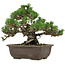 Pinus thunbergii Kotobuki, 24 cm, ± 30 años, con un nebari de 4,5 cm.