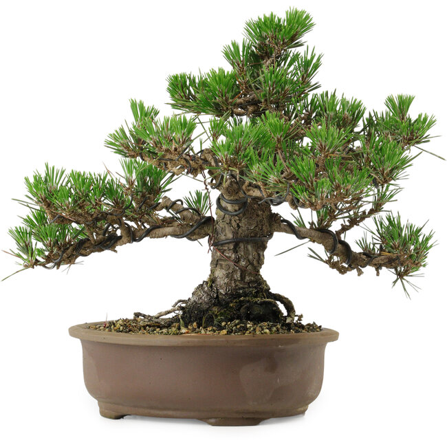 Pinus thunbergii Kotobuki, 26 cm, ca. 30 Jahre alt, mit einem Wurzelansatz von 4,5 cm