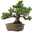 Pinus thunbergii Kotobuki, 26 cm, ± 30 anni, con nebari di 4,5 cm
